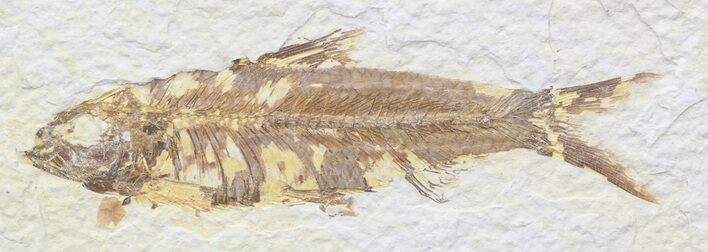 Bargain Knightia Fossil Fish - Wyoming #41060